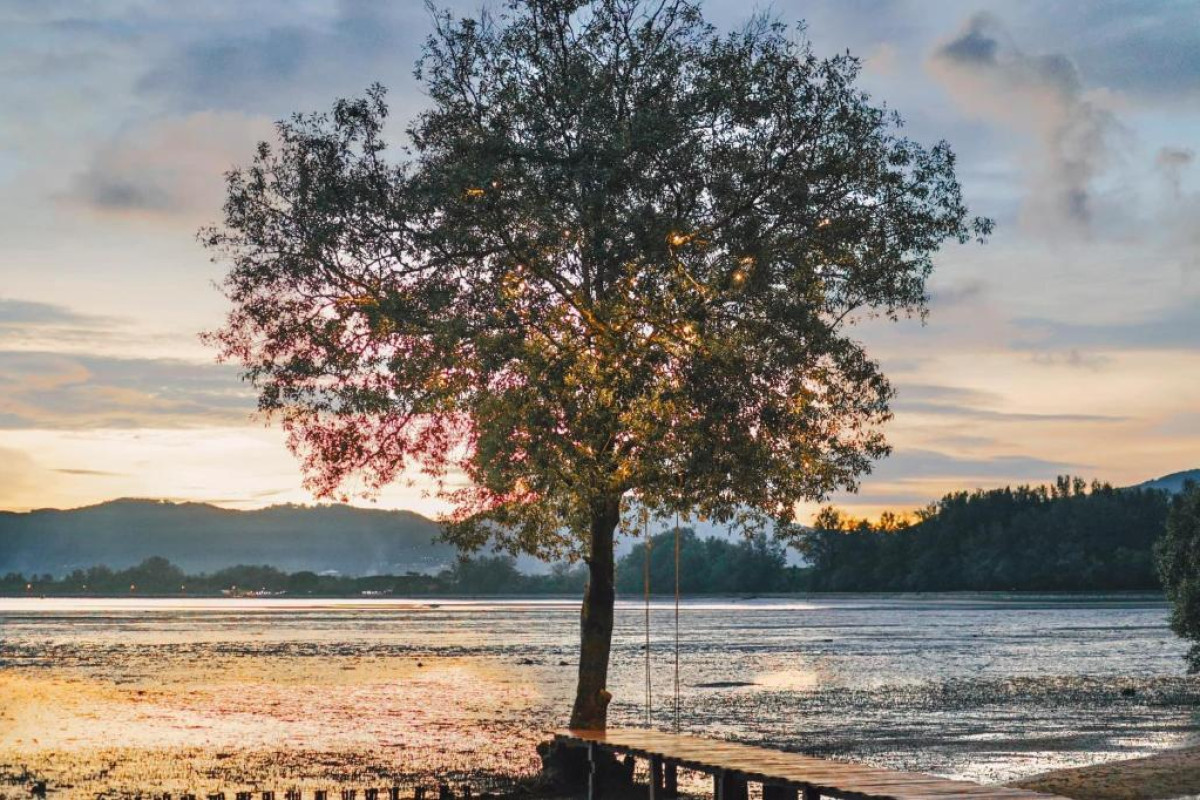 The Mangrove by Blu Monkey