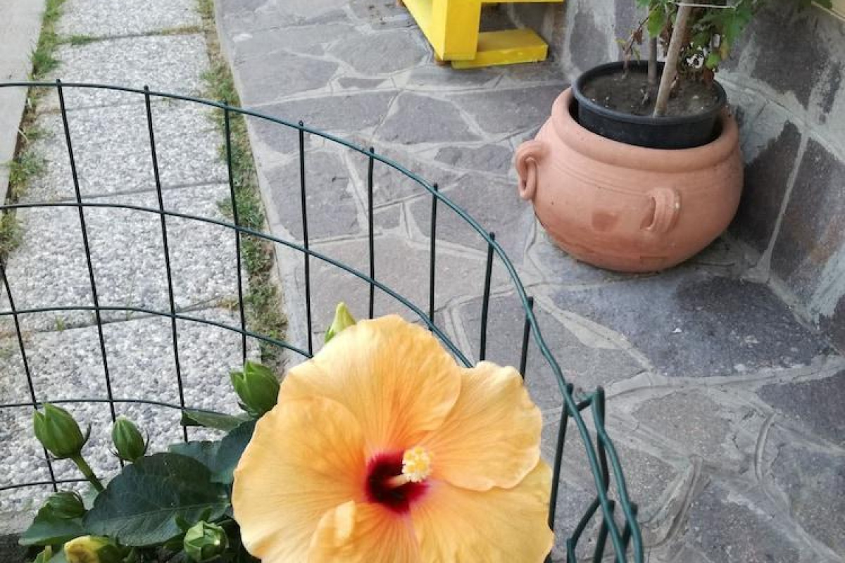 The Yellow House