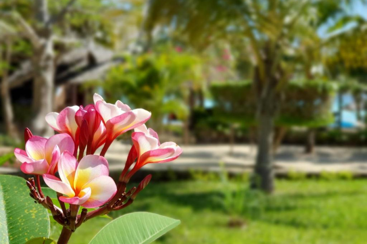 The Zanzibari Hotel