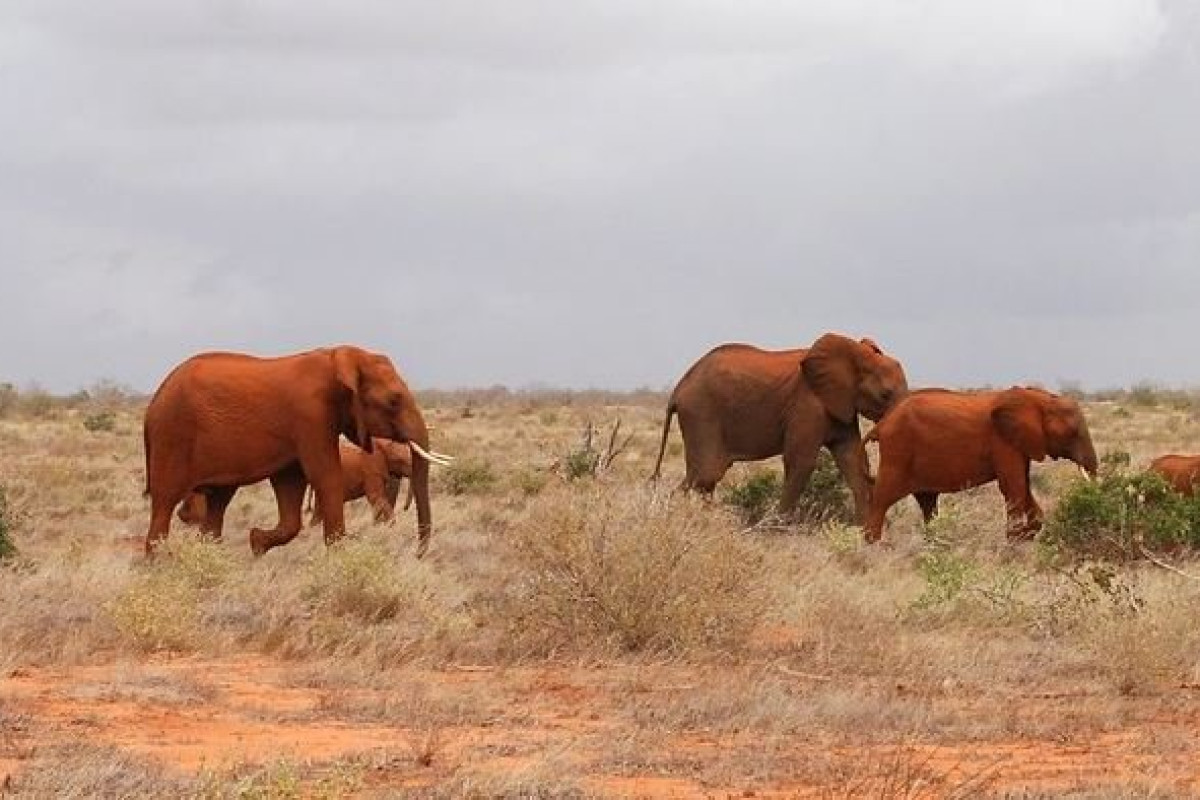 Safari Tsavo East 2 nopti + Plaja 5 nopti