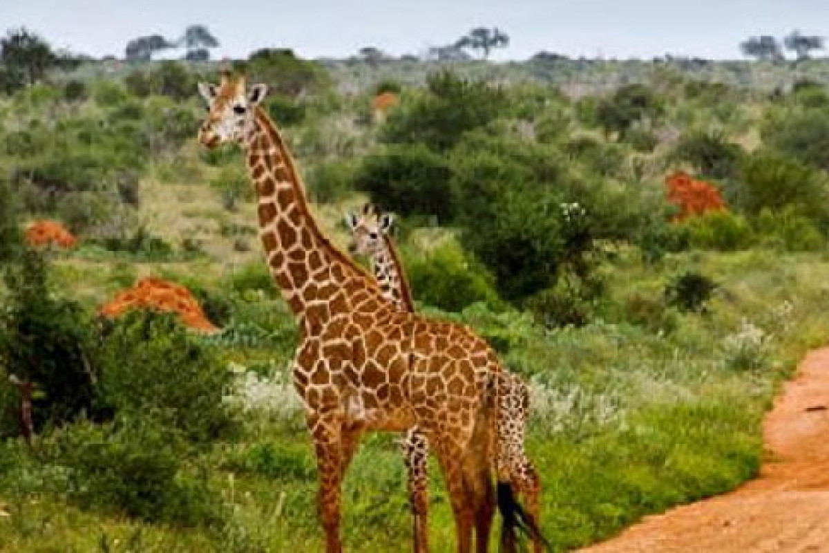 Safari Tsavo East - West (2 nopti) + Bamburi Beach (5 nopti)