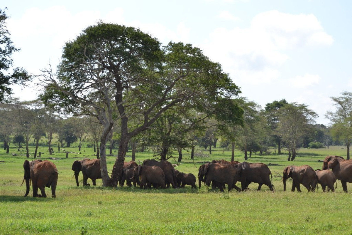 Safari Tsavo East - West (2 nopti) + Swahili Beach Resort (5 no