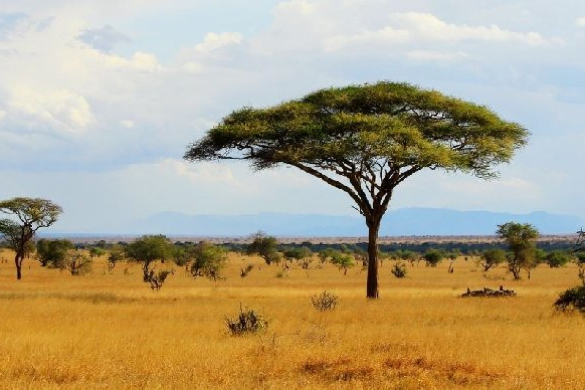 Safari Tsavo East 2 nopti + Plaja 5 nopti