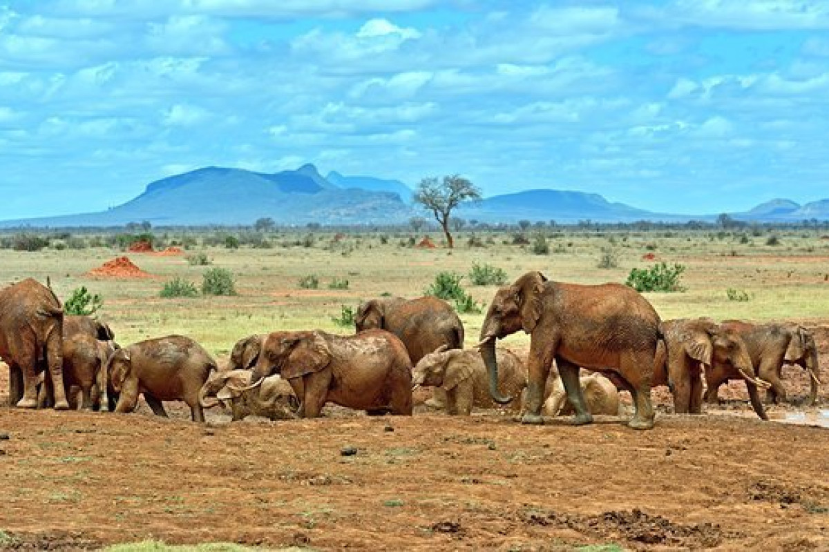 Safari Tsavo East - West (2 nopti) + Swahili Beach Resort (5 no