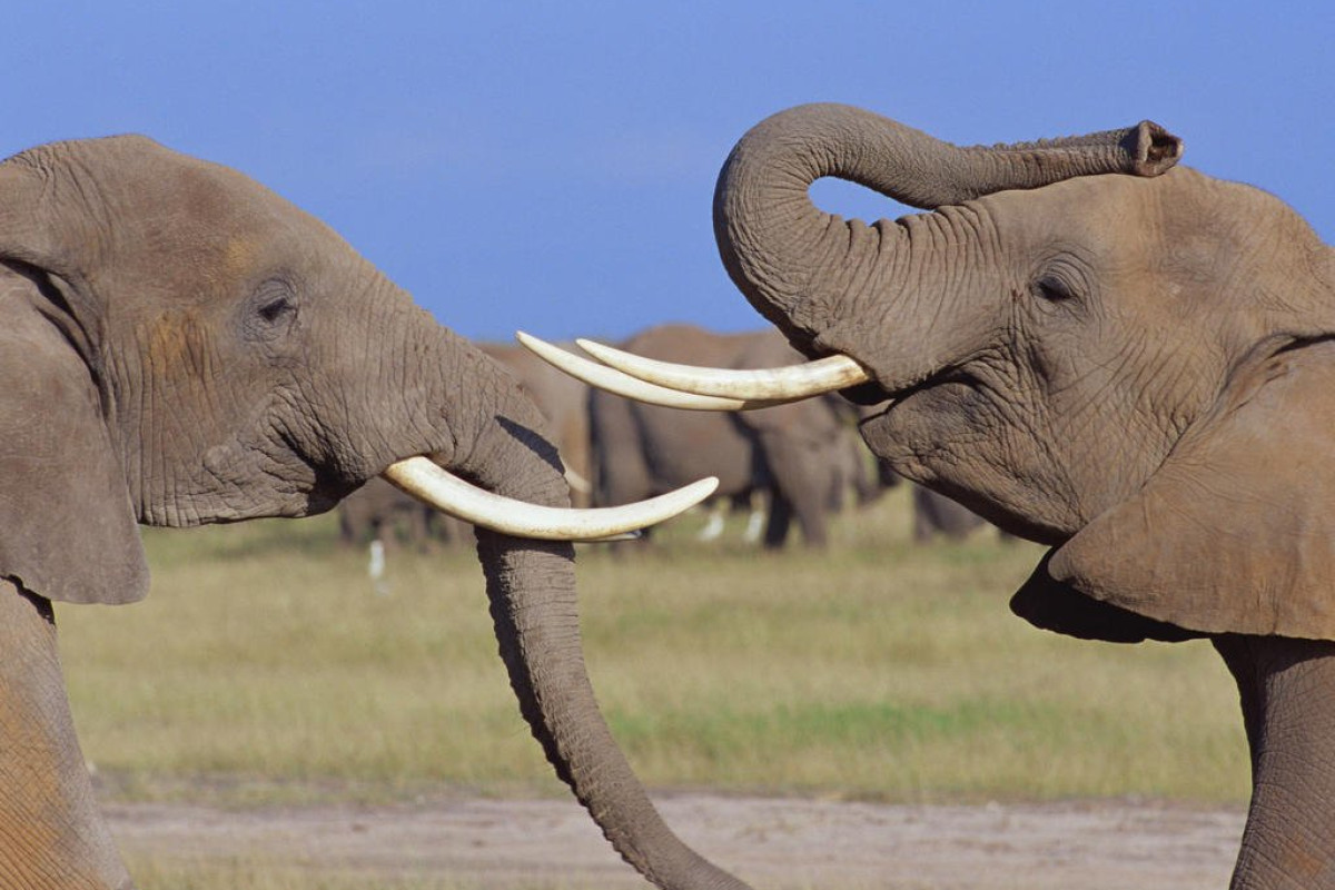 Safari Amboseli-Tsavo (3 nopti) + Diani Reef Beach (4 nopti)