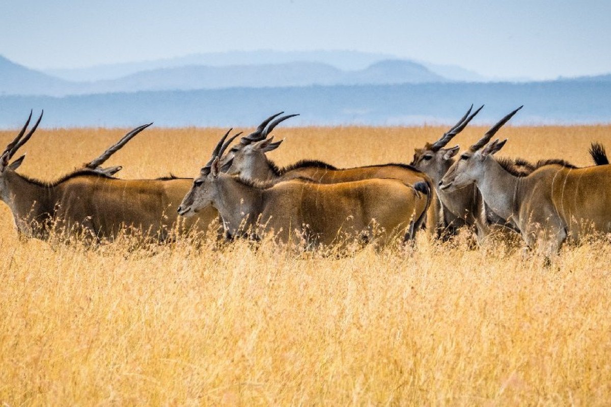 Safari Tsavo East - West (2 nopti) + Swahili Beach Resort (5 no