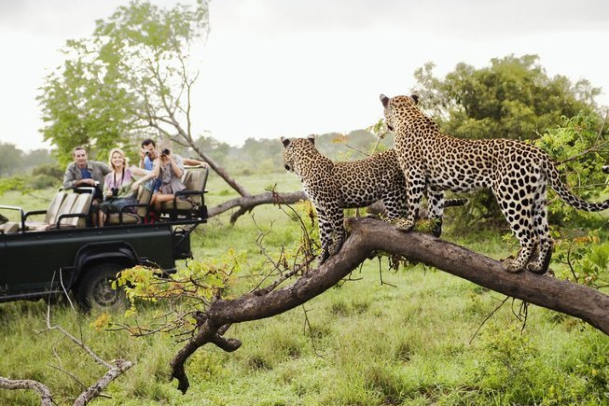 Safari Tsavo East - West (2 nopti) + Swahili Beach Resort (5 no