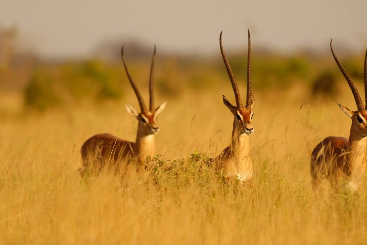Safari Tsavo West 2 nopti + Plaja 5 nopti