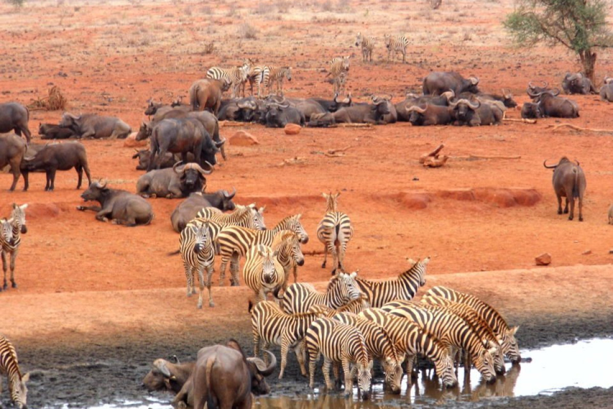 Safari Tsavo East - West (2 nopti) + Bamburi Beach (5 nopti)