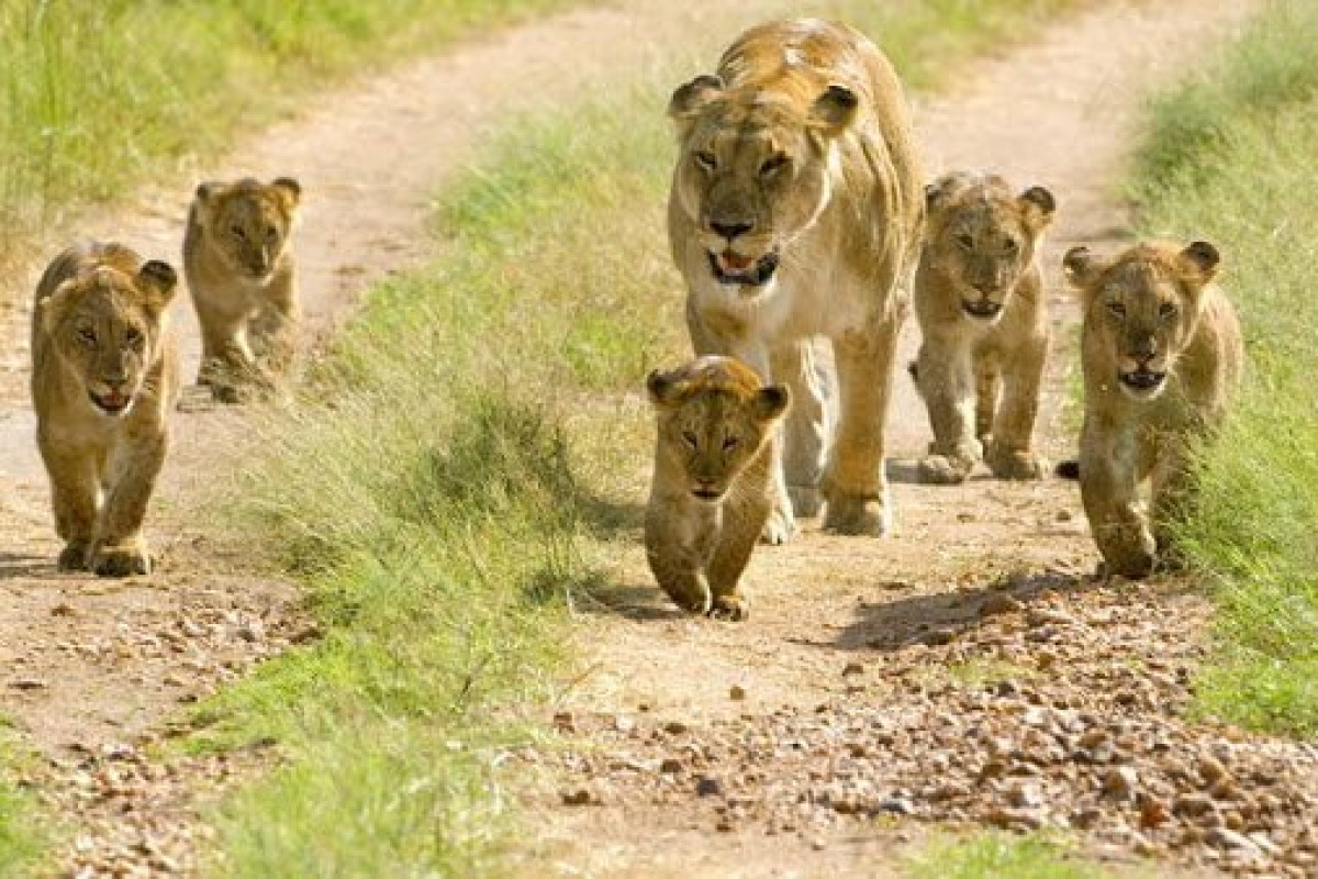 Safari Tsavo East - West (2 nopti) + Swahili Beach Resort (5 no