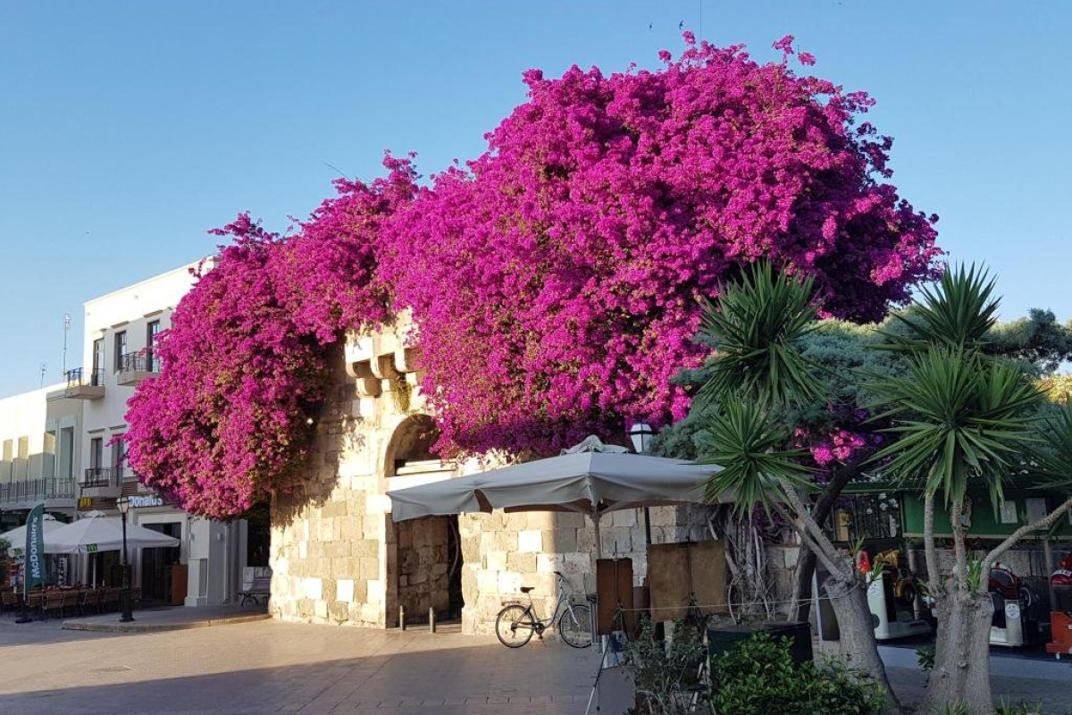 Palm Beach (Kos)