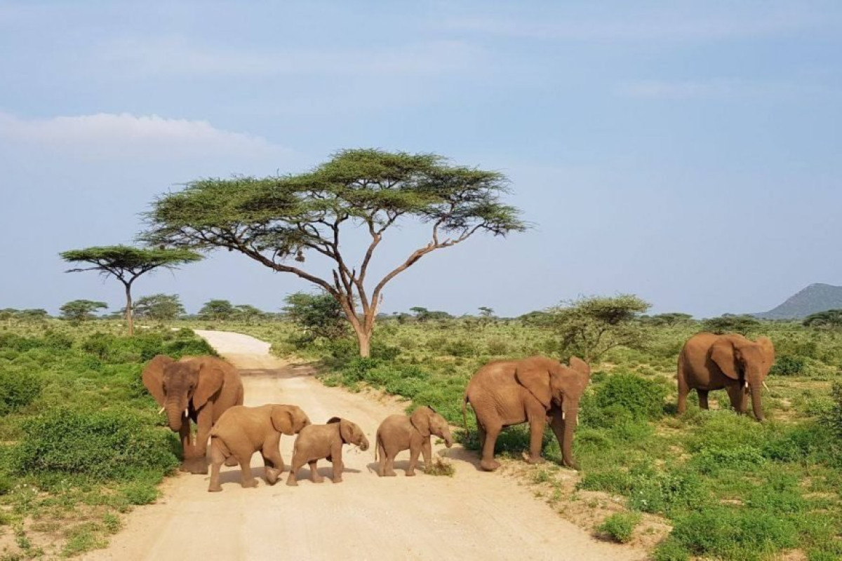Safari Tsavo East - West (2 nopti) + Bamburi Beach (5 nopti)