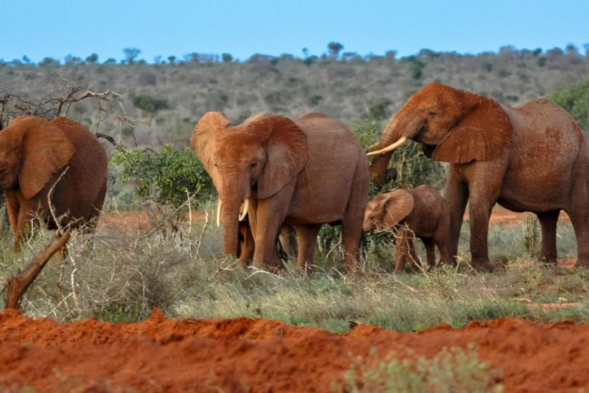 Safari Tsavo East 2 nopti + Plaja 5 nopti