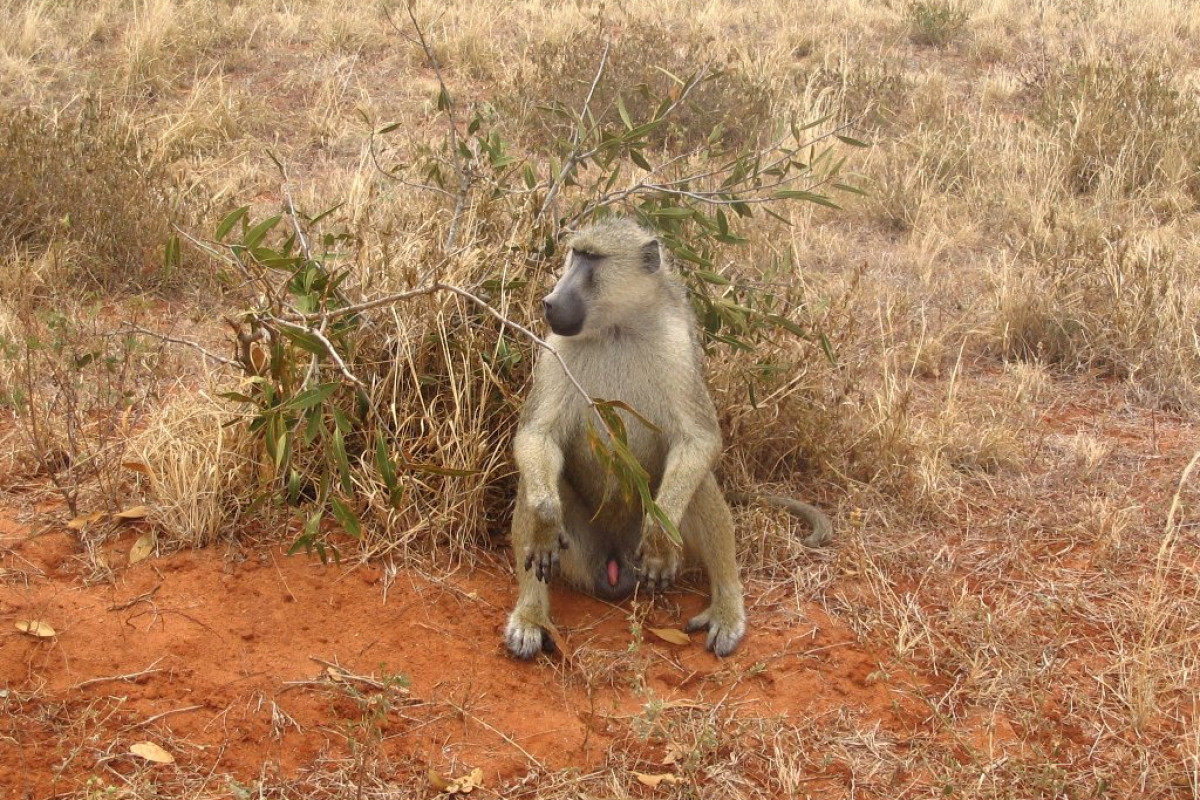 Safari Tsavo East 2 nopti + Plaja 5 nopti