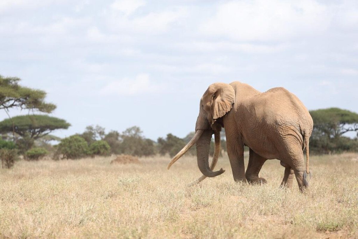 Safari Amboseli-Tsavo (3 nopti) + Diani Reef Beach (4 nopti)