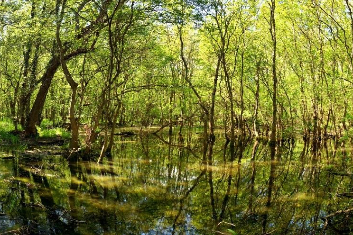 SLAVUNA