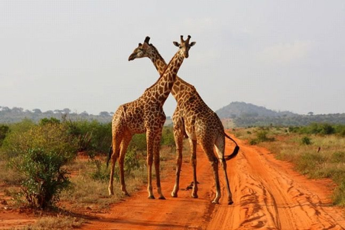 Safari Tsavo West 2 nopti + Plaja 5 nopti
