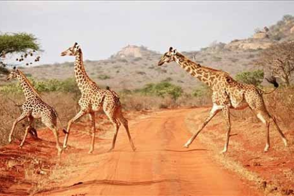 Safari Tsavo East 2 nopti + Plaja 5 nopti