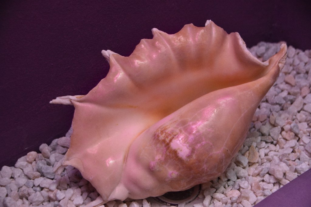 Ovicris Selena