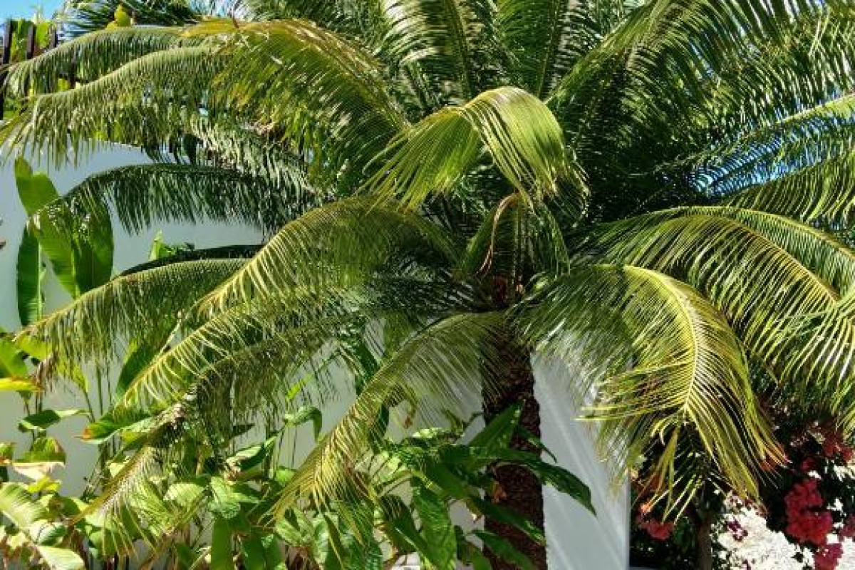 Hotel Villa Kalachuchi B&B