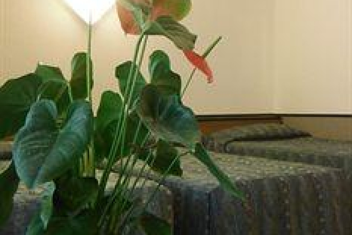 Vip Hotel Nova