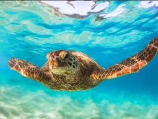 Sheraton Kosgoda Turtle Beach Resort