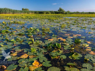 Hotel Plutitor Kingfisher