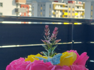 Brasov Altipiani Apartments 