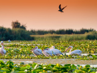 EXCURSIE 2 ZILE DELTA DUNARII - CHILIA VECHE - GURA PORTITEI