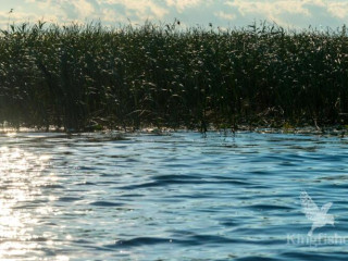 Hotel Plutitor Kingfisher