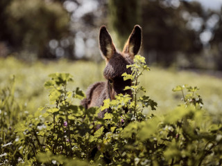 Alkis Farm & Residence