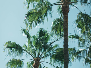 Apartamentos El Palmar