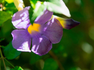 Auberge d'Anse Boileau & Restaurant Chez Plume Resort