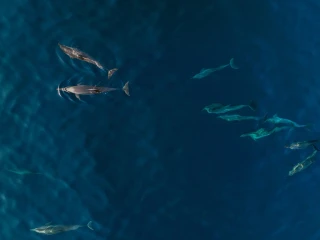 Avani+ Fares Maldives Resort