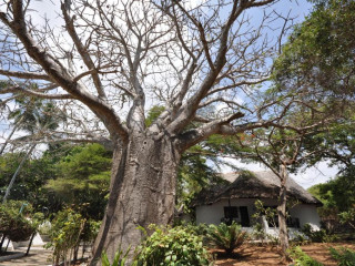Baobab Sea Lodge
