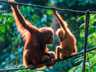 Circuit Malaezia - Aventura in Borneo