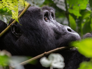 Circuit si Safari in Uganda