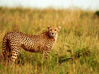 Circuit si Safari Kenya si Tanzania