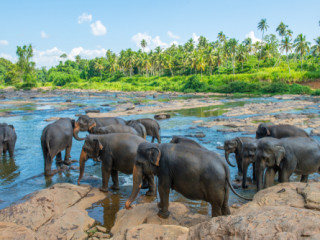 Circuit si Sejur Sri Lanka