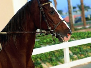 CONCORDE EL SALAM HOTEL CAIRO BY ROYAL TULIP