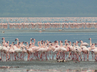 Descoperă Safari & Marea Migrație din Kenya cu Imperator