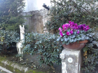 DOMUS AUREA