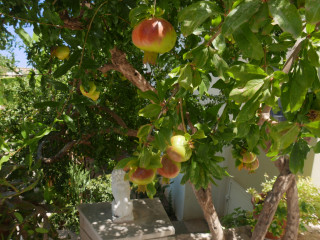 DORIAN APARTMENTS BALI