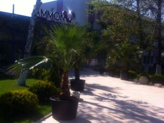 HOTEL AMMON