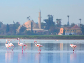 Indigo Larnaca - Adults Only, an IHG Hotel