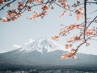 JAPONIA DIN CLUJ – SAKURA 2025, SPECTACOLUL FLORII DE CIRES pachet 13 zile, zbor Turkish Airlines