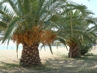 Elia