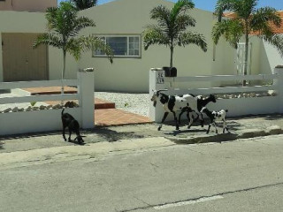 Karibu Aruba