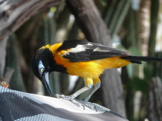 Karibu Aruba