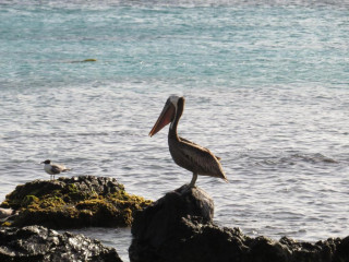 Karibu Aruba